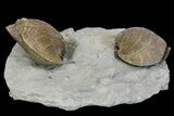 Multiple Fossil Brachiopod (Hebertella) Plate - Kentucky #136605-2